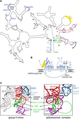 Group II Introns: Flexibility and Repurposing